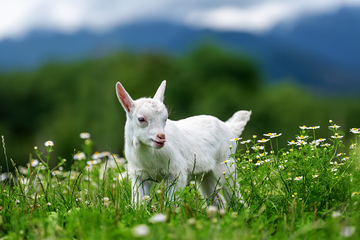 A small white goat is standing on top of a vibrant, lush green field. The goat appears content as it surveys its surroundings in the peaceful countryside setting
