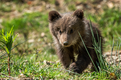 Small brown bear walking through grass covered field in forest. Portrait of brown bear, animal in the nature habitat. Wildlife scene from Europe. Cub of brown bear without mother.