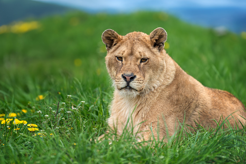 A lion is lying down in a field of tall grass. The lions in the natural habitat