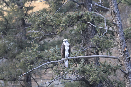 Osprey posing and then taking flight in Eleven Mile Canyon Colorado