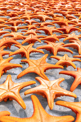 Drying starfish on Phu Quoc Island in Vietnam