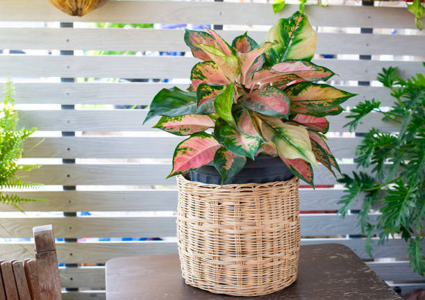 istock Aglaonema lady valentin plant in clay pot on white pattern wall background, wooden table. Small houseplant, modern home decor interior design. Spring Snow Chinese Evergreen tree in living room. 2149824076