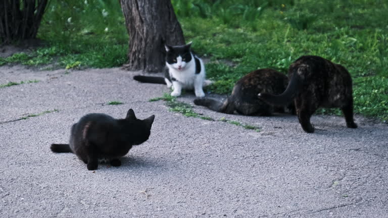 Evening Feast for Stray Cats