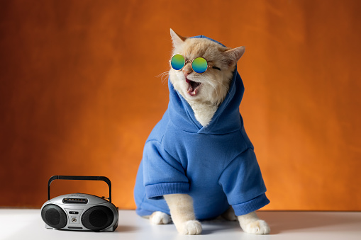 Funny cat in a blue hoodie with a hood on an orange background.