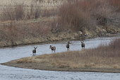 Herd of Mule Deer