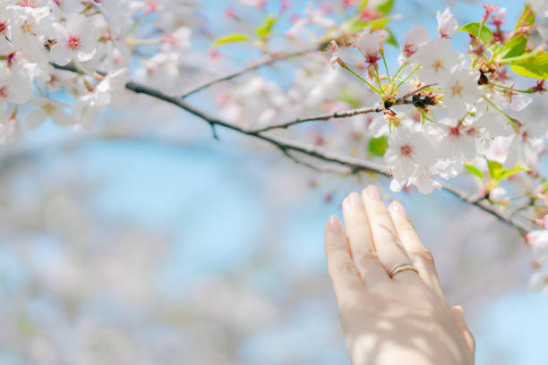 istock put your hand over the cherry blossoms 2149826503