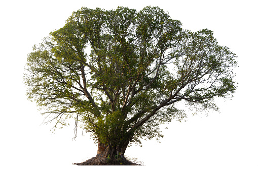 A large tree with green leaves is the main focus of the image. The tree is standing alone on a white background, which gives it a sense of solitude and peacefulness.