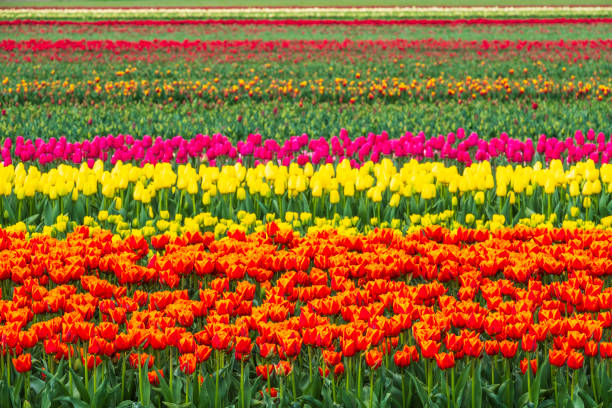 Tulip fields in bloom in the Netherlands on a sunny spring day