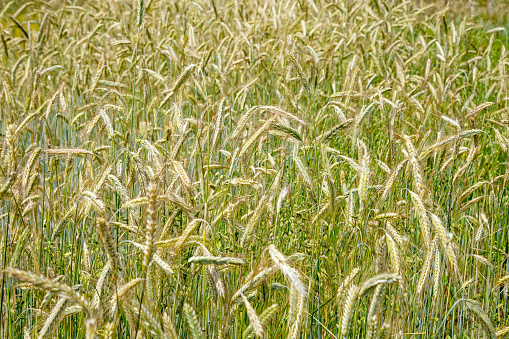 Unripe rye in the field
