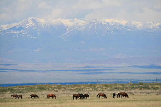 istock Horses and Tian Shan Mountains 2149828275