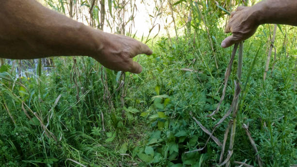 istock POV of hands reaching for tree branch 2149829300