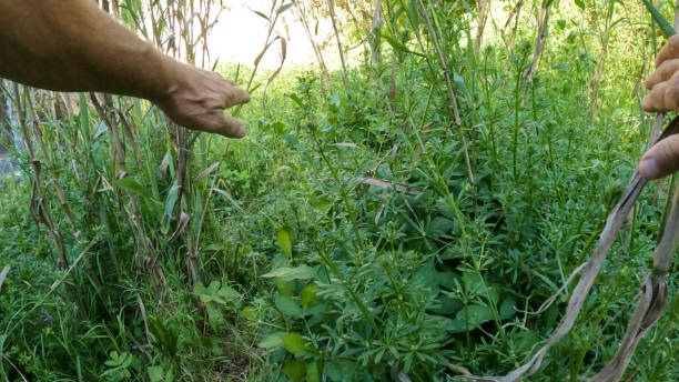 First person perspective of hands pulling back bushes