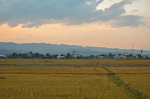 Golden fields in chiang rai, Northern Thailand