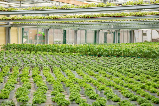 Various potted plants in the glasshouse in spring