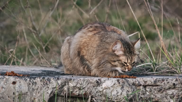 Stray Yard Cat Eats Food on the Street Among the Grass