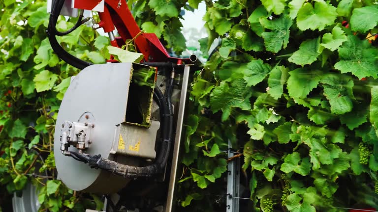Mechanized harvesting grapes on farm in France HD stock video