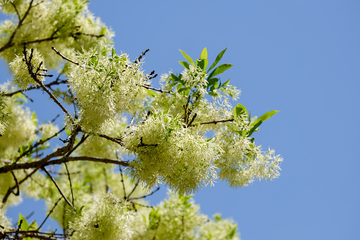 Blossoming white fringe tree (chionathus sp) and clear blue sky