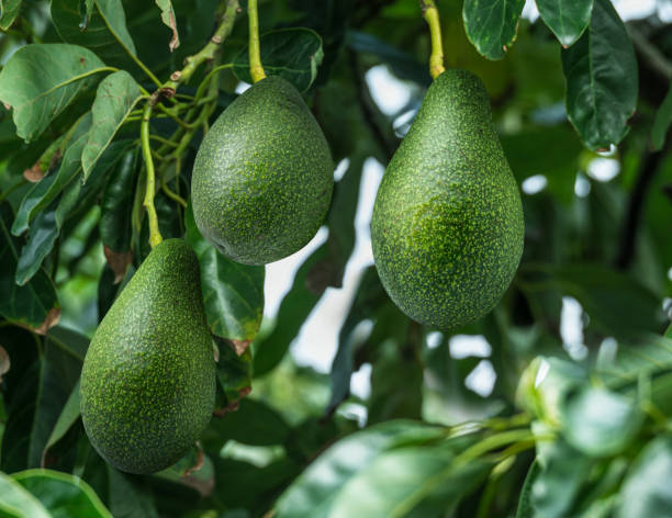 istock Avocado fruits on the tree close-up. 2149831142