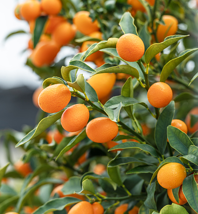 Kumquat branch completely covered with ripe kumquat fruits close up.