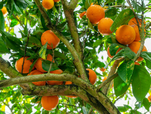 istock Ripe orange fruits on orange tree between lush foliage. View from below. 2149831323