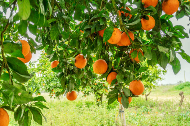 istock Ripe orange fruits on orange tree between lush foliage. View from below. 2149831328