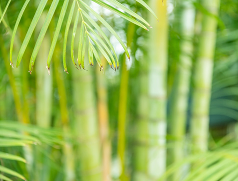 Bokeh green palm leaf. Light green tropical summer pattern or background.