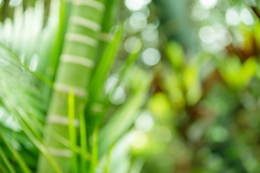 Bokeh green bamboo culms and leaves. Light green tropical summer pattern or background.