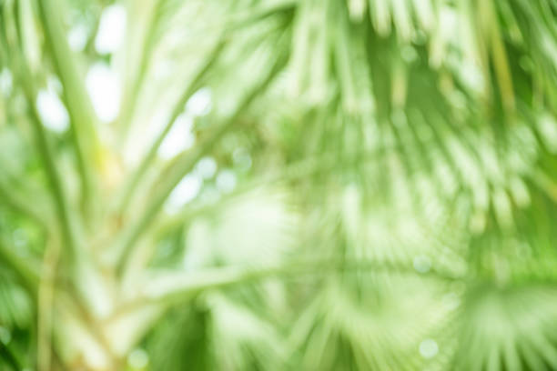 istock Bokeh green palm leaf. Light green tropical summer pattern or background. 2149831933