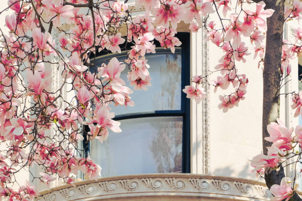 vintage balcony exterior with magnolia blossom tree, romantic outdoors city life