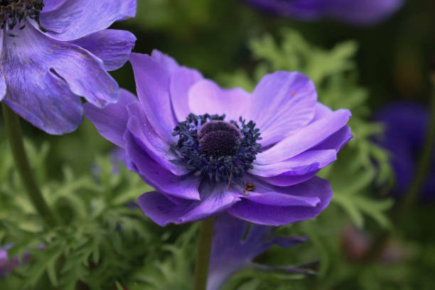 istock Spring Concept, Close up Blue Flowers, Poppy Anemone 2149833661