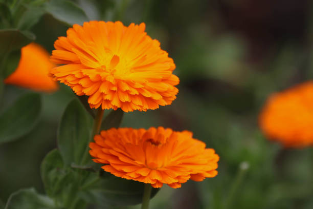 Bright Colorful Marigold flowers are sprung to welcome the coming Summer Season
