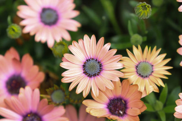 istock Close up Blooming Pink Flowers, African Daisies 2149833722