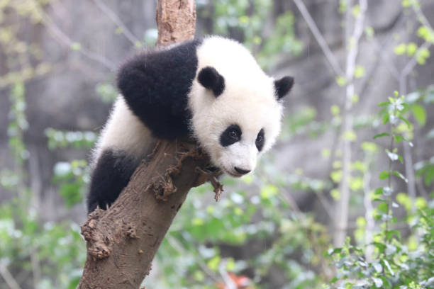 istock Close up Curious  Little panda on the tree 2149833755