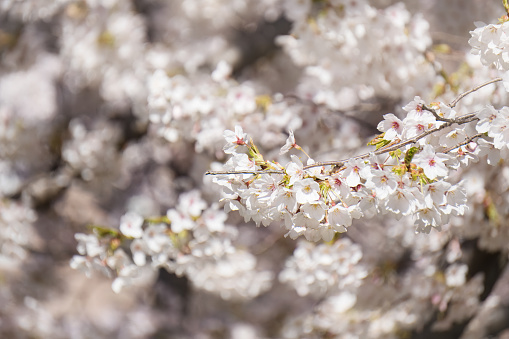 Cherry blossoms of Japanese flowering cherry in Toronto. Selective focus