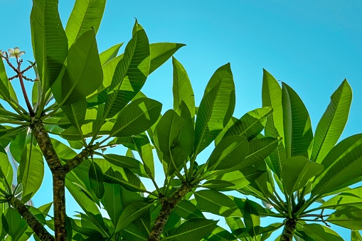 Green leaves under a clear blue sky evoke a feeling of fresh air and natural beauty, ideal for themes of summer, vacation, and ecological concepts in serene environments