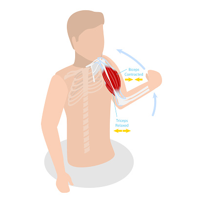 3D Isometric Flat Vector Illustration of Anatomical Contracted And Relaxed Arm Muscular, Biceps and Triceps Motion Anatomy. Item 1