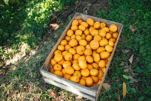 Wooden box with tangerines in a garden. Citrus fruit harvest in autumn. Adjara, Georgia.