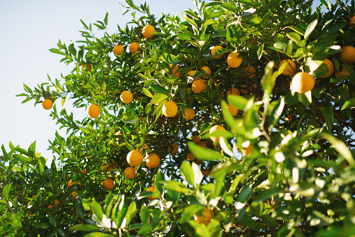 Orange with green fruits of Citrus aurantium or Tangerine orange (Citrus X Sinensis) On the branch of the tree.