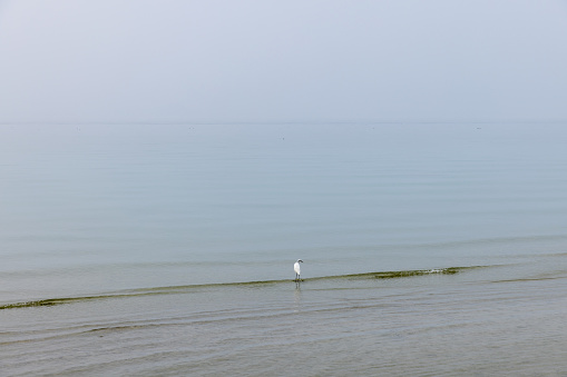 The serene waters of Lake Garda host a single heron, a quiet observer in the tranquil haze of dawn, embodying the peacefulness of the scene