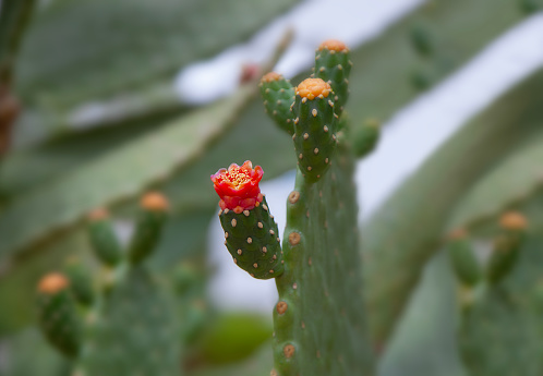 A Cactus Bloom after the summer rains