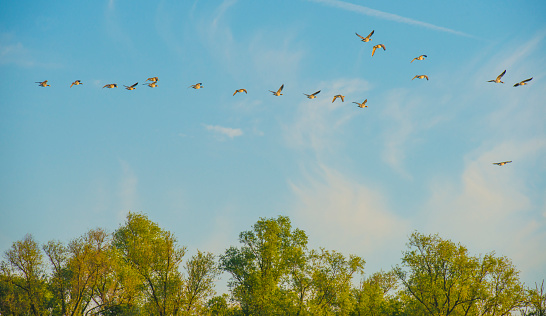 Birds flying in a blue colored sky at sunrise in springtime, Almere, Flevoland, The Netherlands,  April 24, 2024