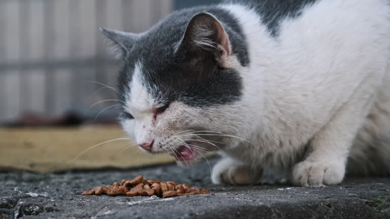 Urban Cat's Feeding Time