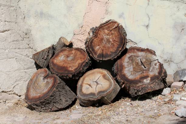 Tree trunks standing on the edge of the wall. Tree trunks cut into small pieces.