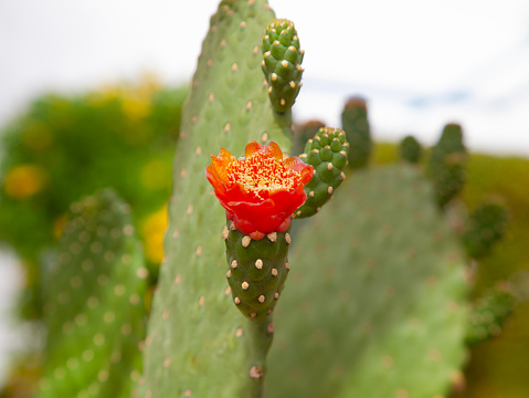 Cactus flowers,