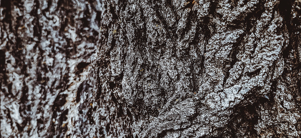Relief texture of the dark brown bark of a tree. Horizontal photo of a tree bark texture