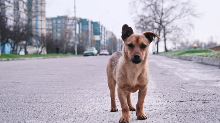 Stray Abandoned Puppy Stands on the Street and Looks at the Camera