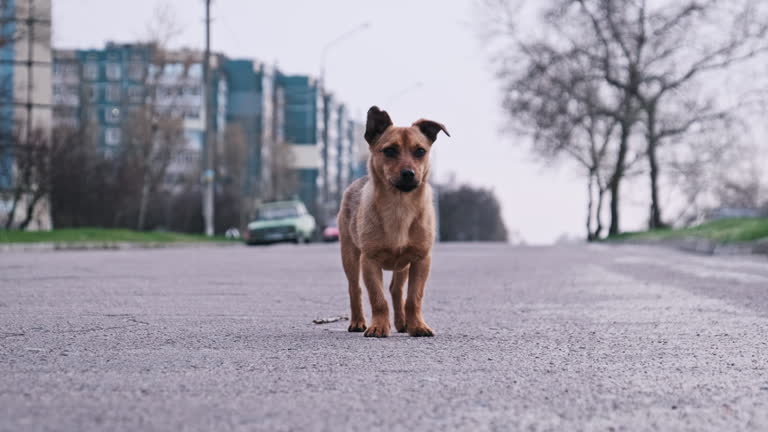 Stray Playful Dog Walking on the Asphalt Road at City Street