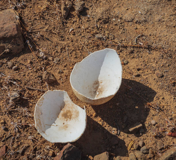 Shell of an African ostrich egg on the ground after hatching chick. Two halves of the shell or outer hard shell of an ostrich bird egg on the surface of the African savanna.