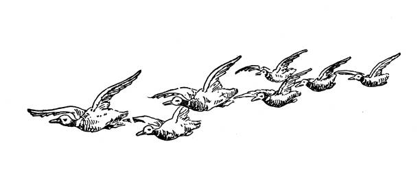 Antique image: Ducks