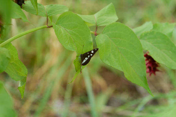 Orange butterfly sits on tree leaf.